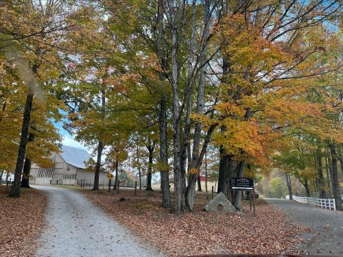 A scenic view of a gravel road splitting between trees with autumn leaves, leading to a building in the background.
