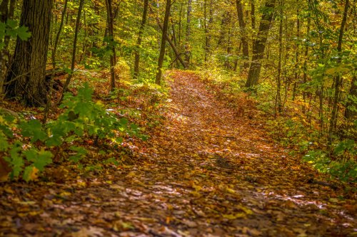 A serene forest path covered in colorful autumn leaves, surrounded by vibrant green trees.