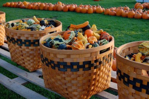 Three woven baskets filled with colorful gourds and squash, with a background of pumpkins on green grass.