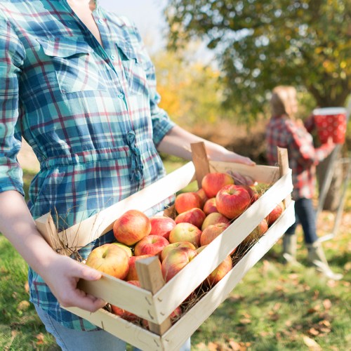 A person in a plaid shirt holds a wooden crate filled with apples, while another person picks apples in the background.