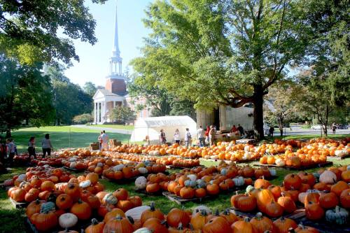 A pumpkin patch with numerous pumpkins on display, set against a backdrop of a church and trees on a sunny day.
