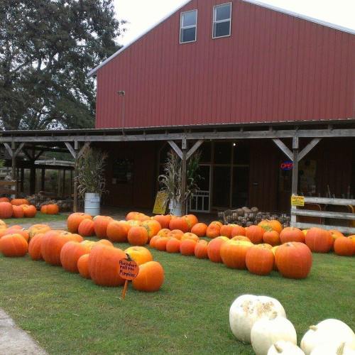 A red barn surrounded by a variety of pumpkins on a grassy area, with a sign for a pumpkin patch.