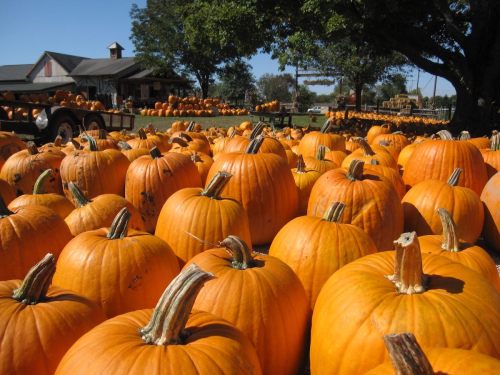 A field of bright orange pumpkins with a farm building and trees in the background on a sunny day.