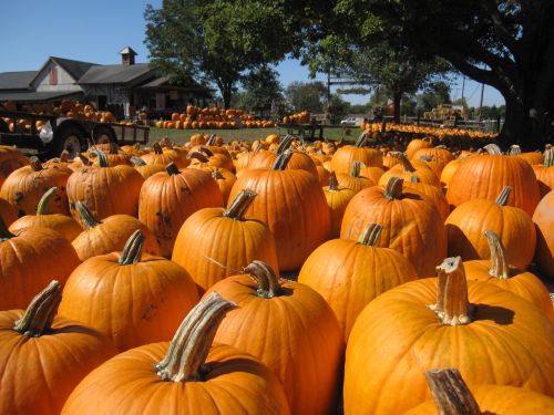 A field of bright orange pumpkins with a farm and trees in the background under a clear blue sky.