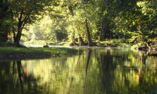 A serene river scene surrounded by lush green trees, reflecting the vibrant colors of nature in calm waters.