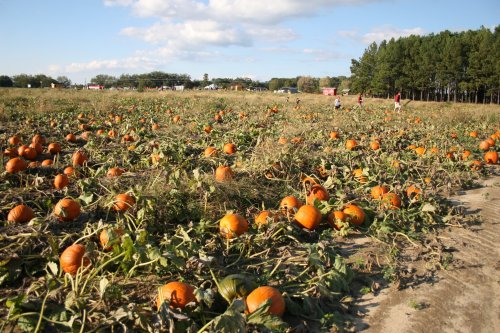 A pumpkin patch with numerous pumpkins scattered across a field, surrounded by green vines and trees in the background.