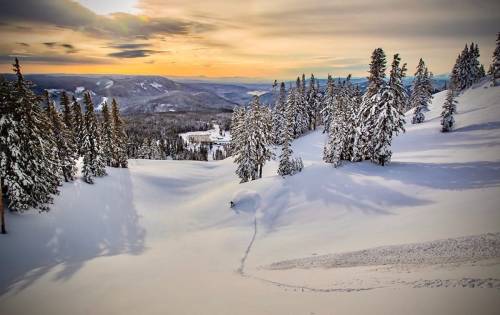 A snowy landscape with tall pine trees and a sunset over distant mountains, creating a serene winter scene.