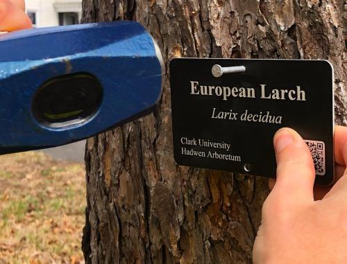 A person is attaching a sign to a tree, labeling it as "European Larch" with scientific name and arboretum details.