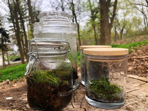 Three glass jars with moss and plants, placed on a wooden surface in a forested area.