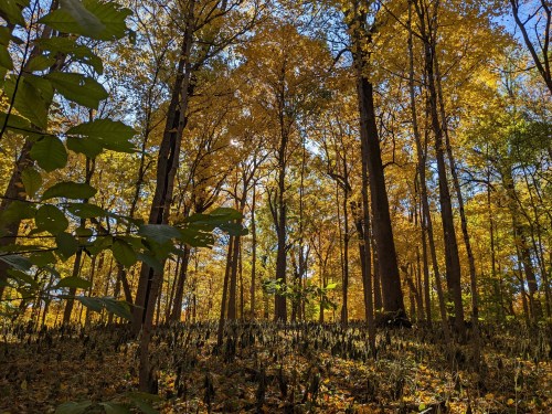 A vibrant forest in autumn, with tall trees and golden leaves under a clear blue sky.