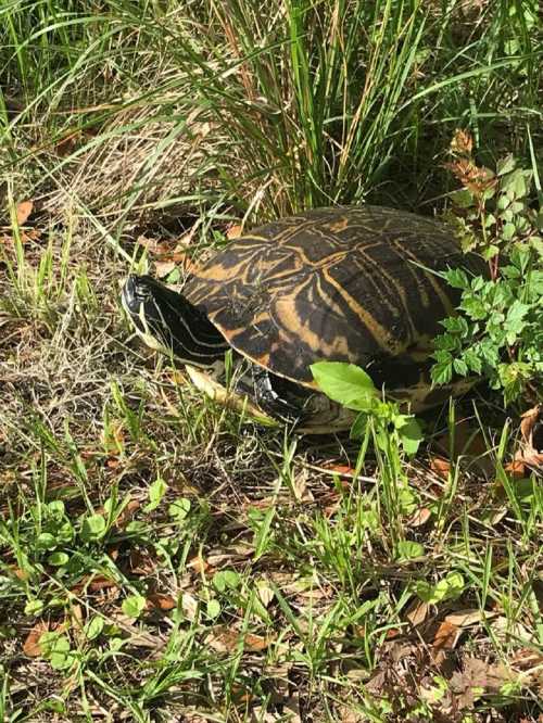 A turtle with a patterned shell is resting among green grass and plants in a natural setting.