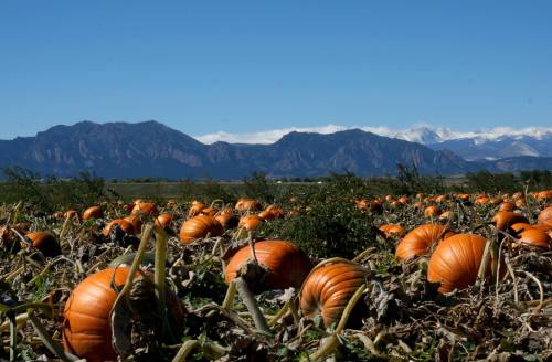 A pumpkin field with bright orange pumpkins, set against a backdrop of mountains and a clear blue sky.