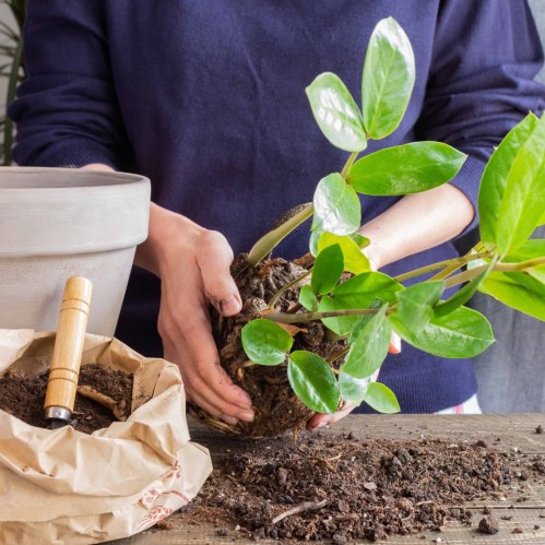 A person repotting a plant, holding its root ball, with a pot and gardening tools nearby on a wooden table.