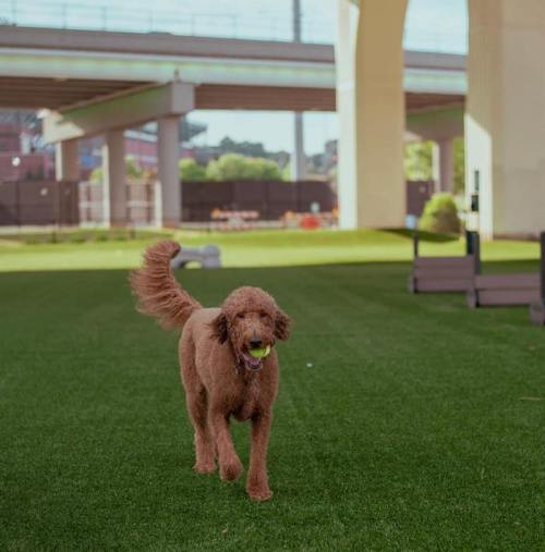 A brown dog runs on green grass, happily carrying a tennis ball in its mouth.