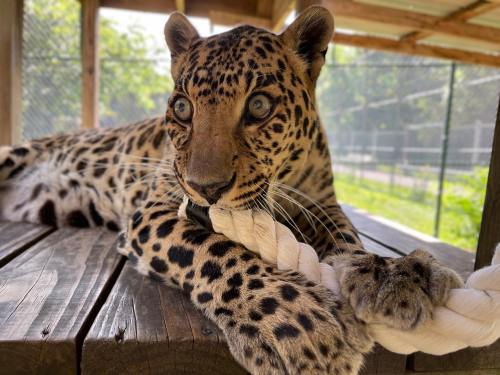 A close-up of a leopard resting on a wooden surface, playfully holding a rope with its paws.