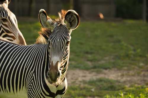 A close-up of a zebra with striking black and white stripes, standing in a grassy area.