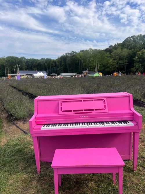 A bright pink piano and bench in a lavender field, with a festival setup and trees in the background under a blue sky.