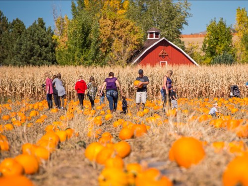 People picking pumpkins in a field with a red barn and golden corn in the background on a sunny day.