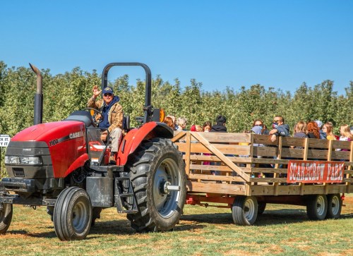 A farmer waves from a red tractor pulling a wagon filled with people at a farm on a sunny day.