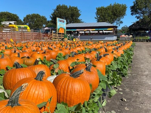 A field of bright orange pumpkins surrounded by green vines under a clear blue sky.