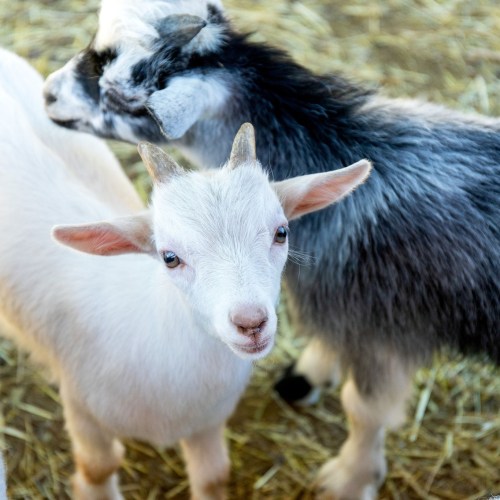 Three goats, one white and two with black and white markings, are standing together in a straw-filled barn.