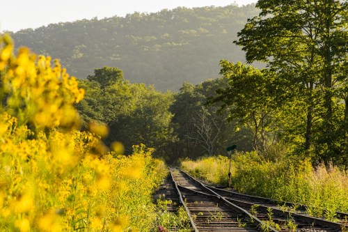 A serene view of overgrown railway tracks surrounded by vibrant yellow flowers and lush green trees, with a distant mountain.