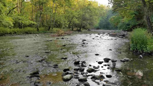 A serene river flows through a lush green landscape, with rocks scattered along the water's edge under a clear sky.