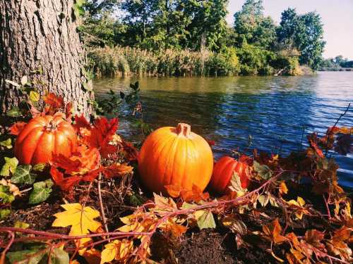 A serene lakeside scene with vibrant orange pumpkins surrounded by autumn leaves and trees.