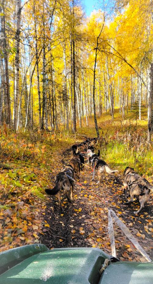 A team of dogs runs along a muddy trail surrounded by vibrant autumn foliage and tall trees.
