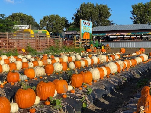 A vibrant pumpkin patch with orange and white pumpkins under a clear blue sky, surrounded by greenery and farm structures.