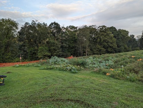 A grassy field with pumpkin plants and a wooded area in the background, under a cloudy sky.