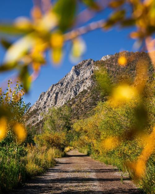 A scenic path leads through vibrant autumn foliage, framed by a mountain under a clear blue sky.