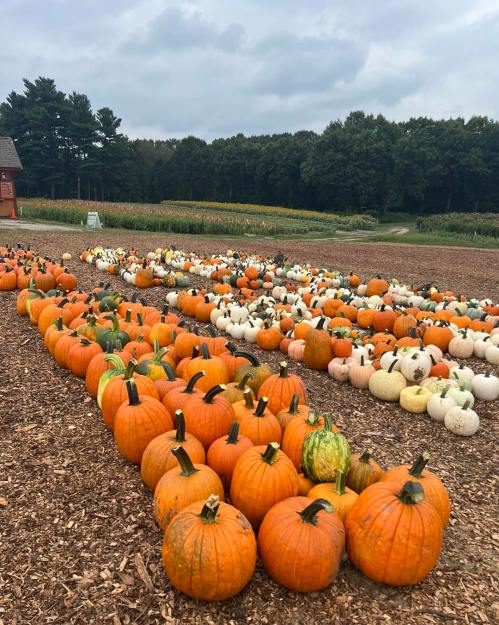 A field of orange and white pumpkins arranged in rows, with trees and a cloudy sky in the background.