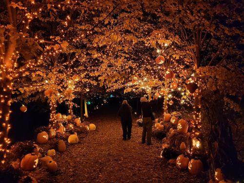 Two people walk under a canopy of autumn leaves and glowing lights, surrounded by carved pumpkins.