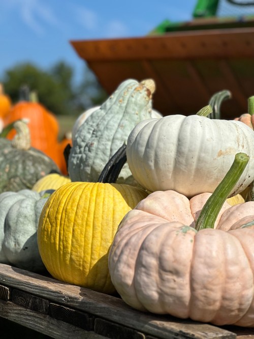 A variety of pumpkins in different colors and shapes stacked on a wooden surface, with a blue sky in the background.
