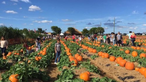 A pumpkin patch filled with large pumpkins and people enjoying the sunny day, with blue skies and scattered clouds.