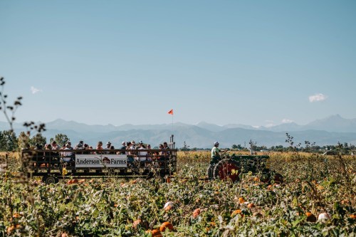 A tractor pulls a wagon of people through a pumpkin patch with mountains in the background under a clear blue sky.