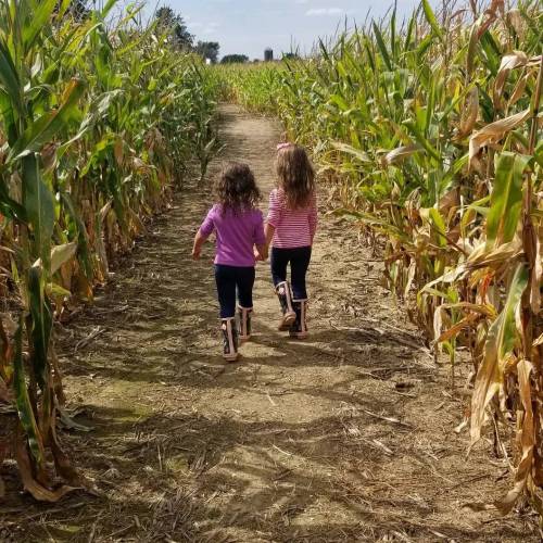 Two young girls walk hand in hand down a path through a cornfield on a sunny day.