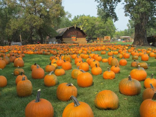 A field filled with numerous orange pumpkins, with a rustic barn in the background and trees surrounding the area.