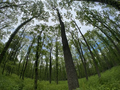A lush green forest with tall trees reaching towards a cloudy sky, viewed from ground level.