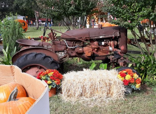 An old, rusty tractor surrounded by pumpkins, flowers, and hay bales in a festive outdoor setting.