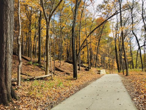 A serene path through a forest with vibrant autumn leaves and tall trees, creating a peaceful outdoor scene.