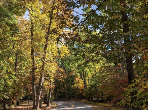 A winding road through a vibrant forest with autumn leaves in shades of yellow, orange, and green.
