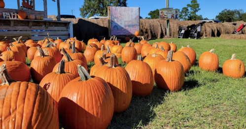 A field of bright orange pumpkins scattered on green grass, with hay bales and a colorful backdrop in the background.