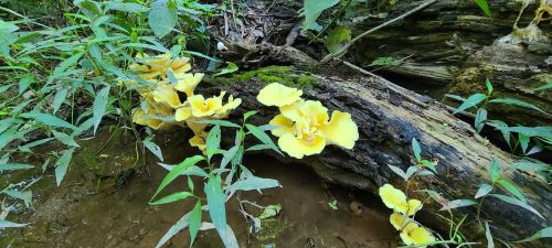 Bright yellow mushrooms grow on a decaying log, surrounded by green foliage and water in a forest setting.