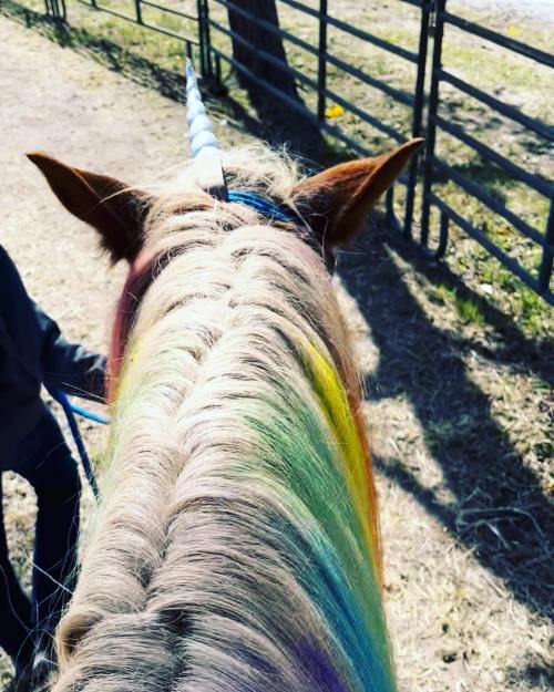 A colorful unicorn mane with rainbow hues, viewed from above, with a person holding the reins nearby.