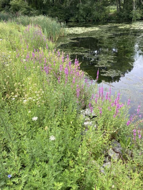 A serene pond surrounded by lush greenery and vibrant purple wildflowers along the water's edge.