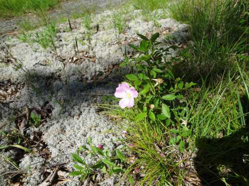 A single pink flower blooms among green leaves and mossy ground in a natural setting.