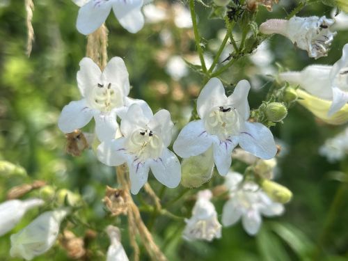 Close-up of delicate white flowers with purple accents, surrounded by green foliage.