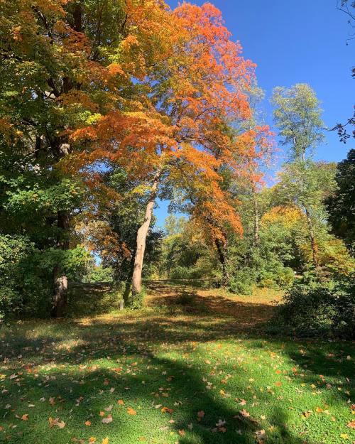 A vibrant autumn scene with orange and yellow leaves on trees under a clear blue sky.